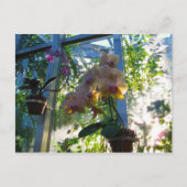 蘭 ポストカード (正面)