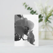 蘭 ポストカード (スタンド正面)