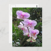 蘭 ポストカード (正面/裏面)