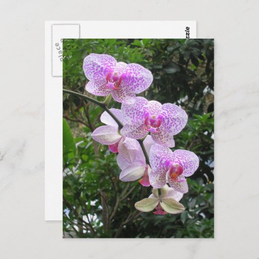 蘭 ポストカード (正面/裏面)