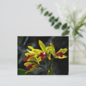 蘭 ポストカード (スタンド正面)