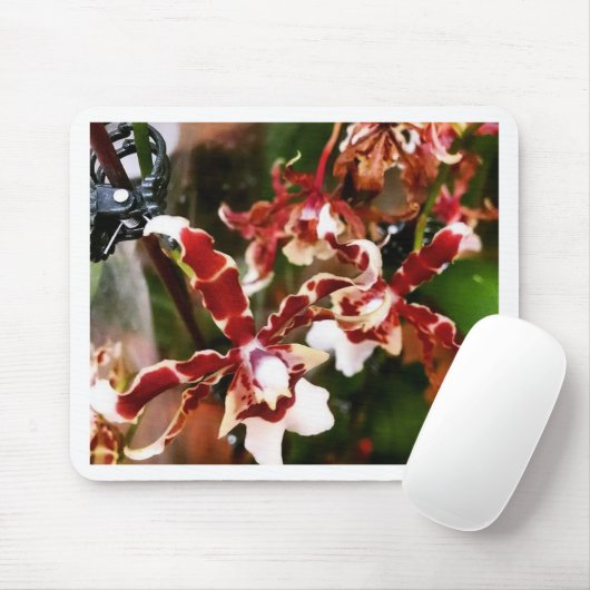 蘭 マウスパッド (マウス)