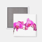 蘭 マグネット (正面/裏面)