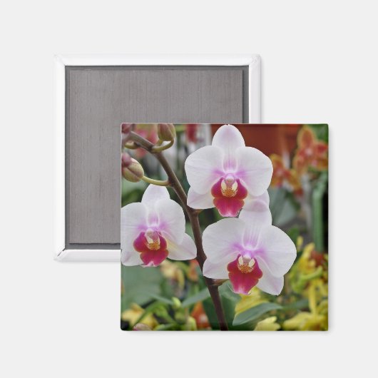 蘭 マグネット (正面/裏面)