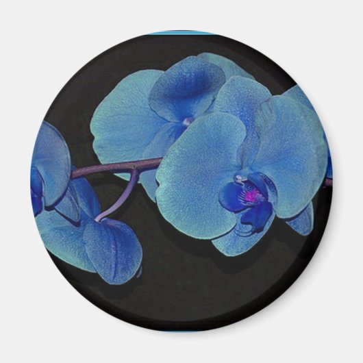 蘭 マグネット (正面)