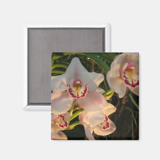 蘭 マグネット (正面/裏面)