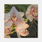 蘭 マグネット (正面)