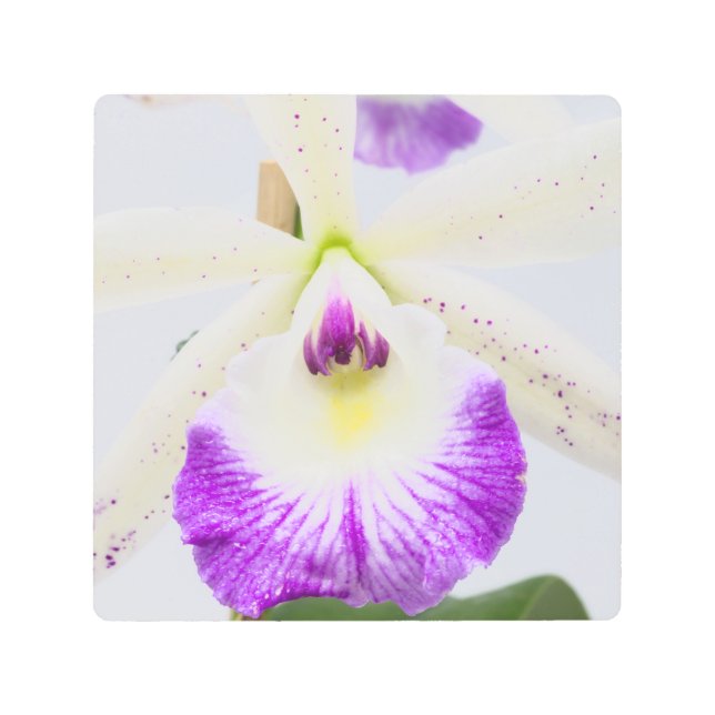 蘭 メタルプリント (正面)