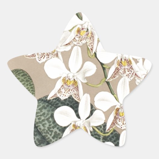蘭 星シール (正面)