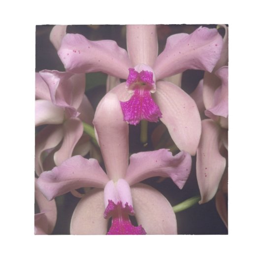 蘭(Cattleya amethystoglosa)、東部 ノートパッド (正面)
