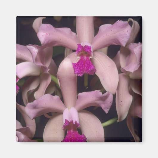 蘭(Cattleya amethystoglosa)、東部 マグネット (正面)