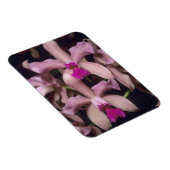 蘭(Cattleya amethystoglosa)、東部 マグネット (右側)