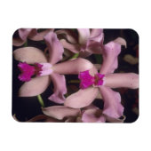 蘭(Cattleya amethystoglosa)、東部 マグネット (横)