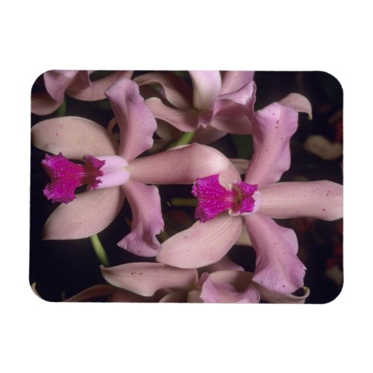 蘭(Cattleya amethystoglosa)、東部 マグネット (横)