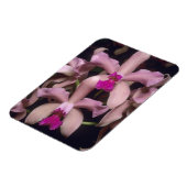 蘭(Cattleya amethystoglosa)、東部 マグネット (左側)