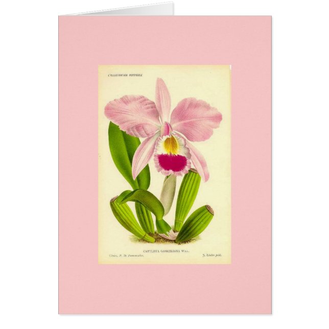 蘭- Cattleya Gaskeliana (正面)