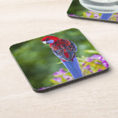 蘭Lamingtonの深紅色のRosella及び背景幕 コースター (左側)