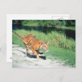 虎が道を進む ポストカード (正面/裏面)