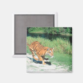 虎が道を進む マグネット (正面/裏面)