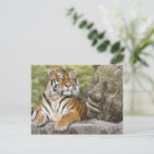 虎と仏教寺院 ポストカード (スタンド正面)