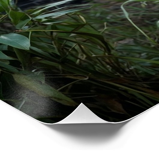 虎と神殿 ポスター (コーナー)