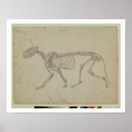 虎のスケルトンの側面ビュー、完成勉強f ポスター (正面)