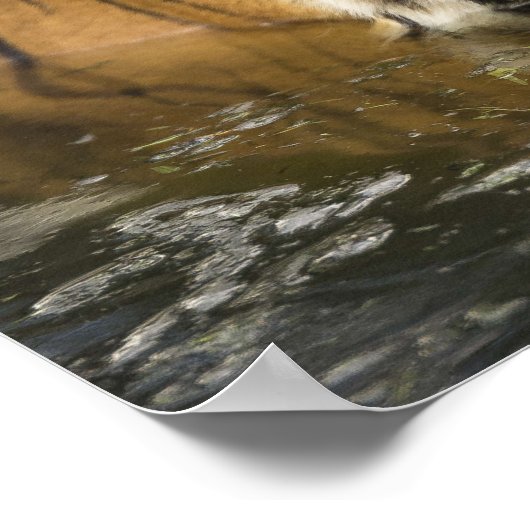 虎のポスター ポスター (角)