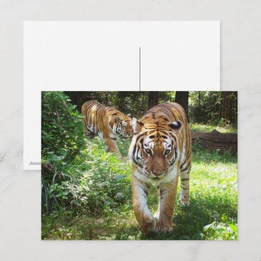 虎の乱闘 ポストカード (正面/裏面)