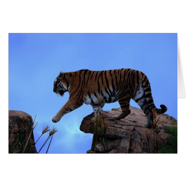 虎の交配 (正面横)