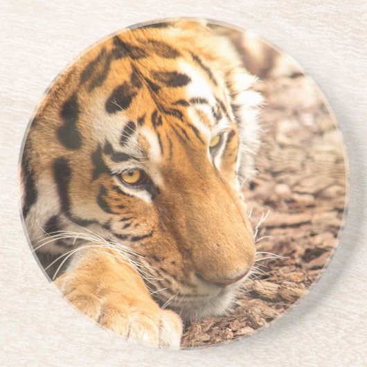 虎の休息 コースター (正面)