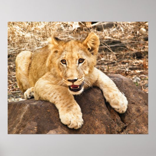 虎の子は岩に穴を開ける ポスター (正面)