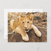 虎の子は岩に穴を開ける ポストカード (正面/裏面)