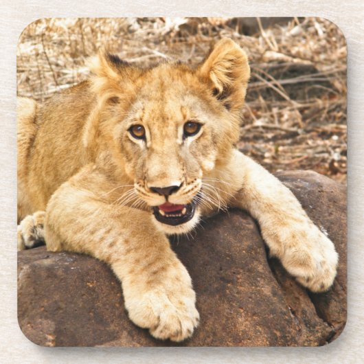 虎の子石の一休みを取ります コースター (正面)