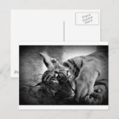 虎の子 ポストカード (正面/裏面)