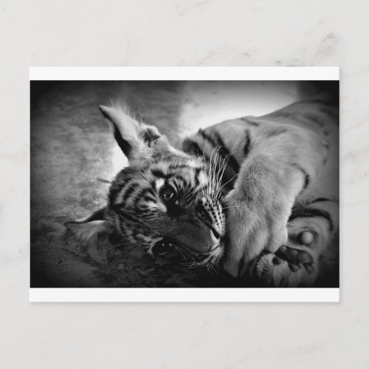 虎の子 ポストカード (正面)