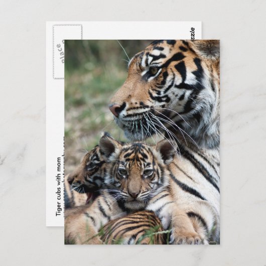 虎の子 ポストカード (正面/裏面)