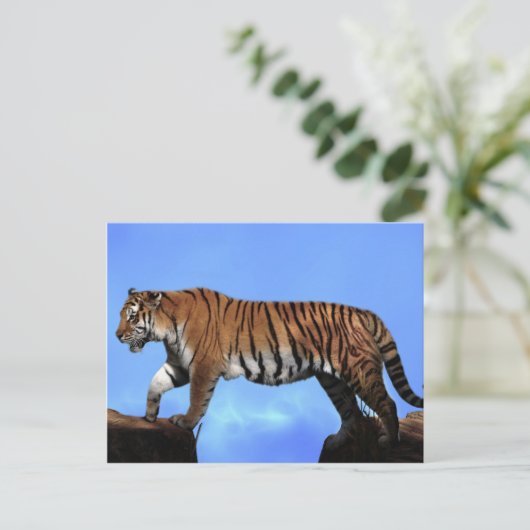 虎の成功 ポストカード (スタンド正面)