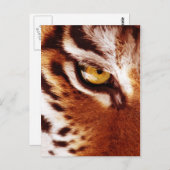 虎の目の写真 ポストカード (正面/裏面)