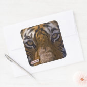 虎の目 スクエアシール (封筒)