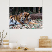 虎の目 ポスター (キッチン)