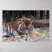 虎の目 ポスター (正面)