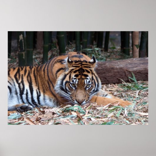 虎の目 ポスター (正面)