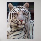 虎の目 ポスター (正面)