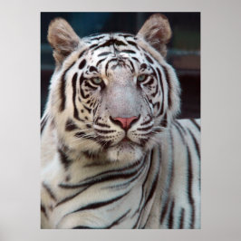 虎の目 ポスター