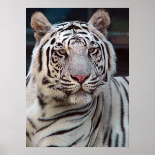 虎の目 ポスター (正面)