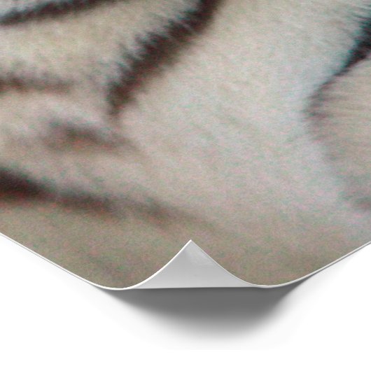 虎の目 ポスター (角)