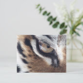 虎の目 ポストカード (スタンド正面)