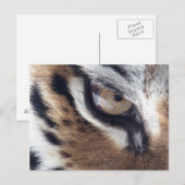 虎の目 ポストカード (正面/裏面)