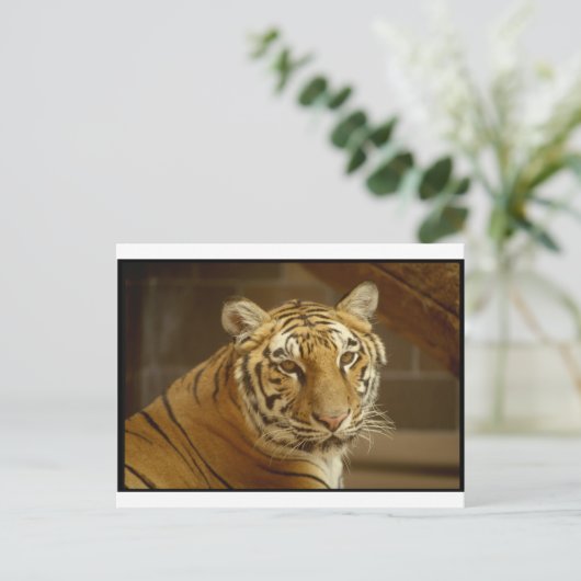 虎の絵 ポストカード (スタンド正面)