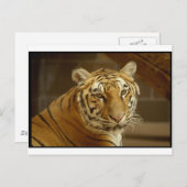 虎の絵 ポストカード (正面/裏面)